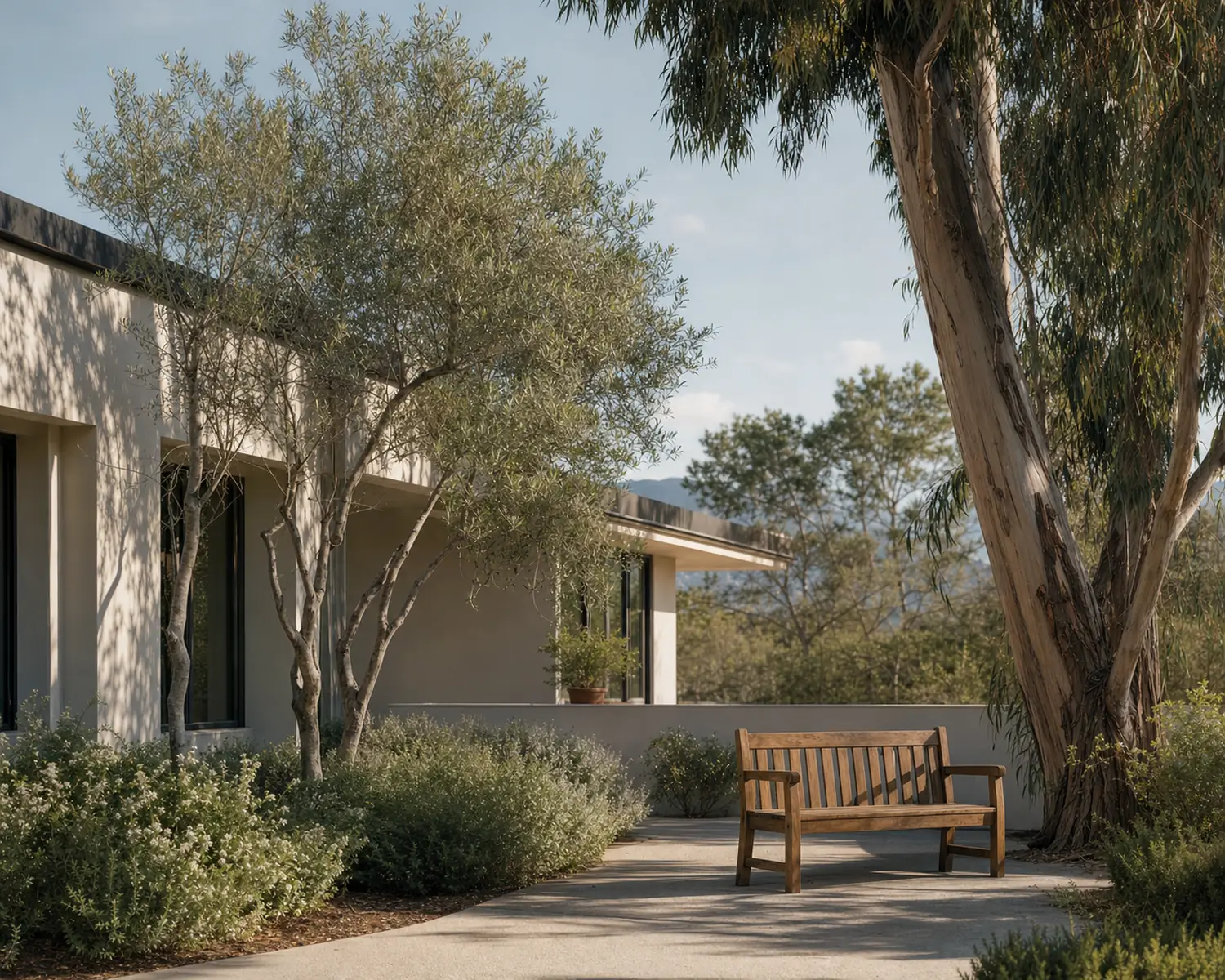 A sunlit courtyard with olive and eucalyptus trees beside a low modern clinic building